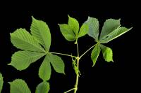 Marronnier - Rameau avec feuilles (Aesculus hippocastanum)
